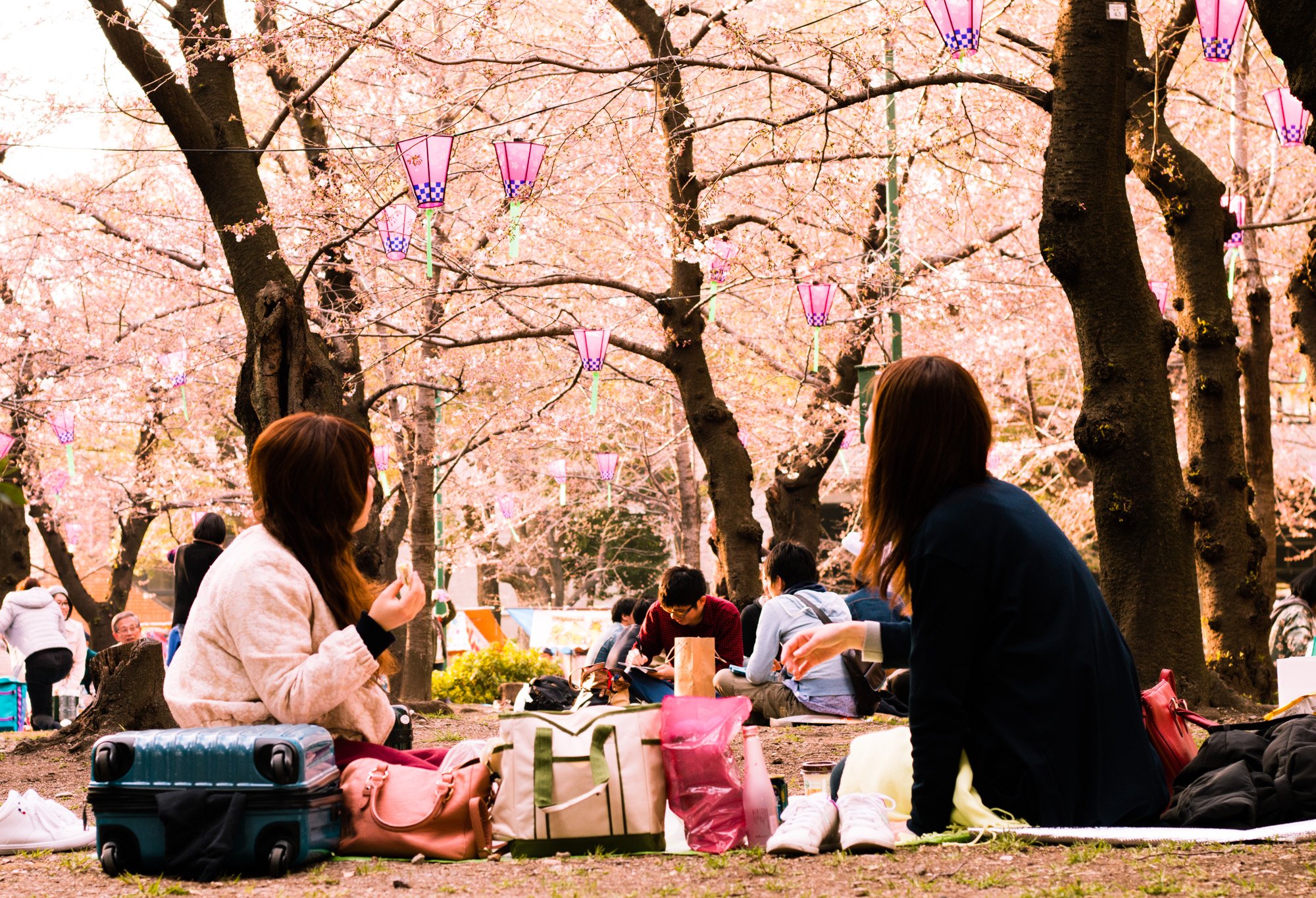 🌳 오가키 공원 (Ogaki Park) 이미지 8